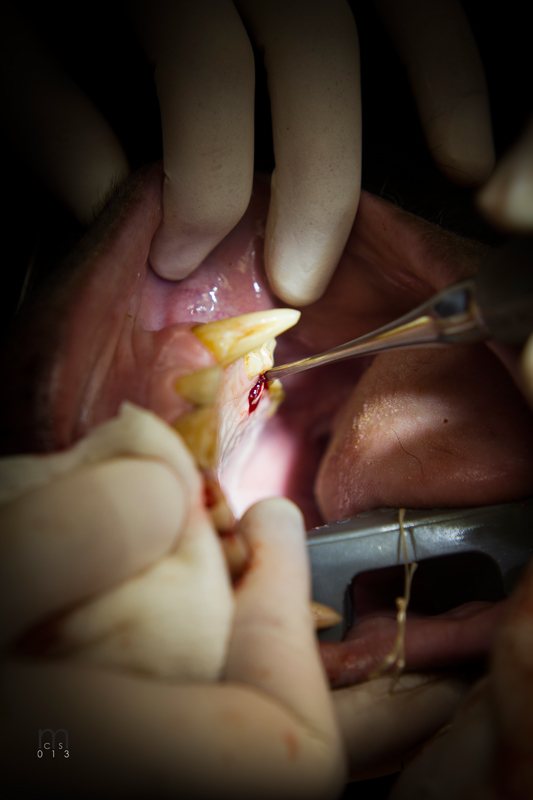 Dr. John Scheels - Exotic Animal Dentistry